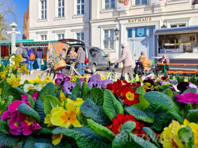 Frühlingsblumenwaren beim ersten PriMa-Treff des Jahres im Angebot. Foto: Stadt Pritzwalk (Bild vergr&ouml;&szlig;ern)