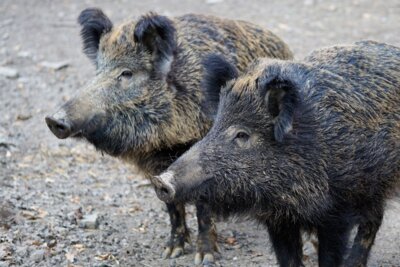 Meldung: Einladung zur Mitgliederversammlung der Jagdgenossenschaft Mützlitz