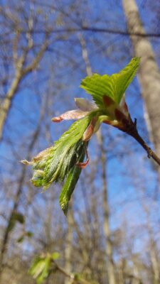 Ein Tag im Wald