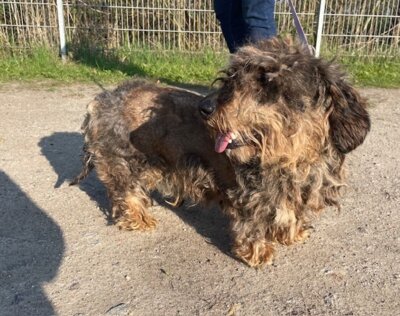 Fundhund 18334 Dammerstorf