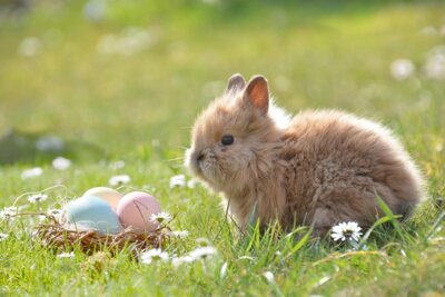 Meldung: Frohe Ostern!