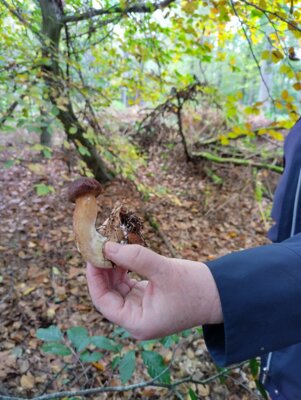 Meldung: Pilz-Exkursion