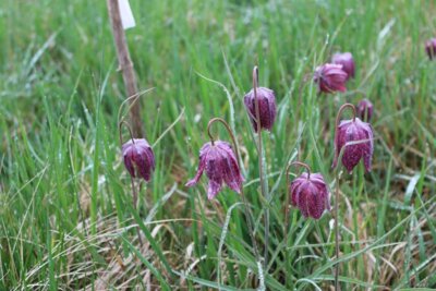 Schachbrettblumen gezählt
