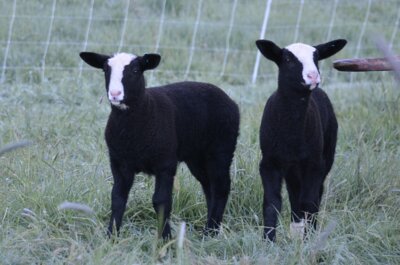 Zwartbleslämmer aus Herdbuchzucht zu verkaufen (Bild vergrößern)