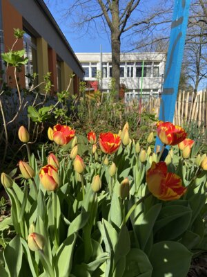 Tulpen für einen guten Zweck (Bild vergrößern)