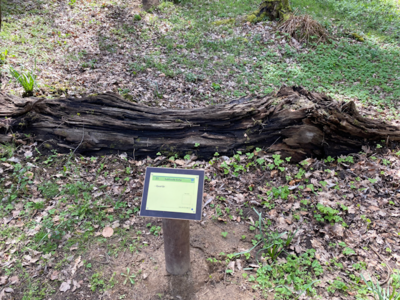 25 Subfossile Eiche (Bild vergrößern)