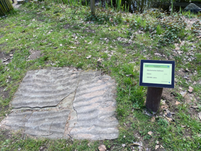 27 Grauwacke mit Rippelmarken (Bild vergrößern)