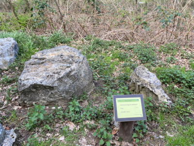35 Muschelkalk (Bild vergrößern)