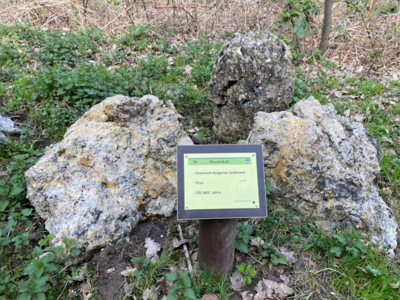 36 Muschelkalk (Bild vergrößern)