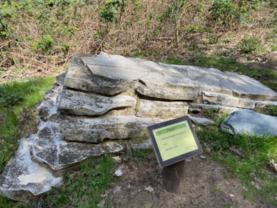 37 Plattenkalk (Solnhofen) (Bild vergrößern)