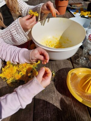 Dienstag, 29. April 2025: Löwenzahn aus dem Schulgarten wurde verarbeitet (Bild vergrößern)