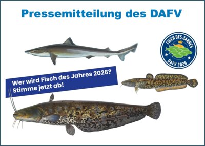 Bild: DAFV Titel: Fisch des Jahres 2026 wird gesucht