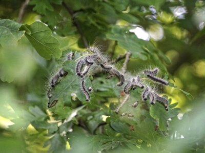 Raupen des Eichenprozessionsspinners. Foto: Leelee Uusikuu/Pixabay (Bild vergr&ouml;&szlig;ern)