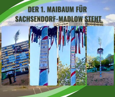 Der erste Maibaum in Sachsendorf steht!