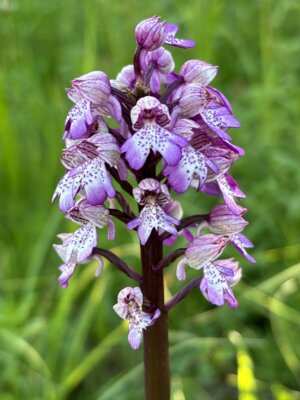 Foto zur Meldung: Orchideen entdecken – kostenlos mit dem Flora-Mobil von Saarbrücken nach Gersheim