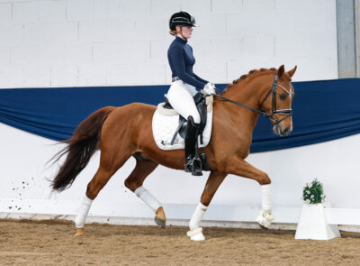 Foto: Auktionsspitze DANNY´S DIAMOND, aus der Zucht von Bianca Weidner
