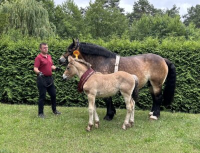Foto: Siegerhengstfohlen Kaltblutfohlenchampionat 2024: Neo v. Brück v. Nautilus a. d. Pia von Brück v. Celtic (Zü.: Brücker Agrar- und Landschafts GbR)