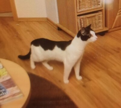 Meldung: Katze aus Kurort Hartha wird vermisst