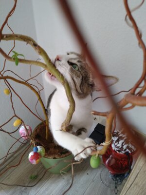 Danke für die vielen Ostergrüße (Bild vergrößern)