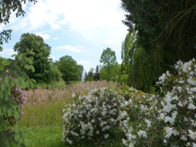 Rhododendronblüte am Schulweg mit Blick auf den Inselteich. (Bild vergr&ouml;&szlig;ern)