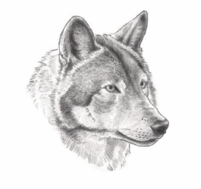 Meldung: EU-Parlament stimmt für Herabsetzung des Schutzstatus für den Wolf