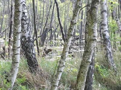 24.05.25 Serbske drogowanje w Luboraskej góli wokoło Małych Libic/Wanderung in der Lieberoser Heide bei Klein Liebitz (Bild vergrößern)