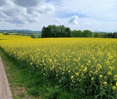 Rapsfeld (Bild vergrößern)