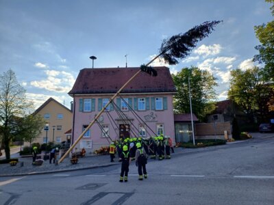 Maibaum wird aufgestellt