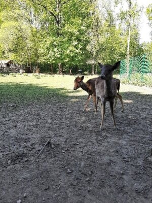 Meldung: Ausflug in den Tierpark Lützen