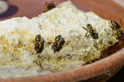 Bienen an einer Tränke ©Onkel Ramirez auf Pixabay