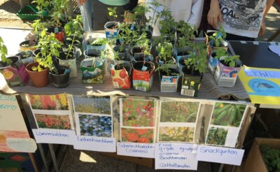 Buntes Pflanzenangebot der Grundschule am Bauernmarkt (Bild vergrößern)