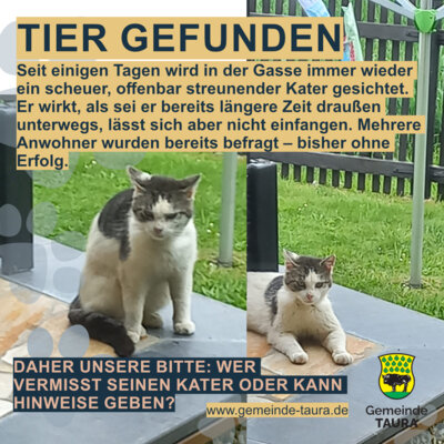 Tier gefunden | Kater in Köthensdorf