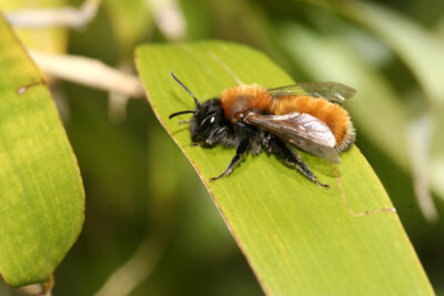 Rotpelzige Sandbiene (Foto: NABU Helge May)