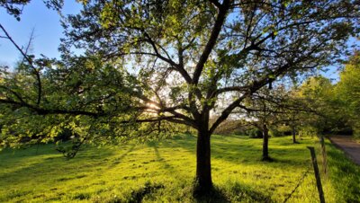 Obstbäume in Bengel©SonjaMüller
