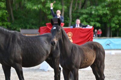 Meldung: Berliner Luft: Gelungene Auktionspremiere auf Hof Bernadotte