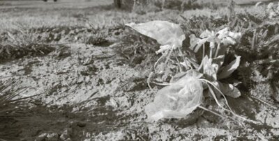 02_Eingepackte Blüte (Quelle: Universität Würzburg/Fabienne Maihoff) Bildunterschrift: Mit kleinen Netzen an einzelnen Blüten werden Insekten am Konsum von Nektar und Pollen gehindert. So wissen die Forschenden, wie viele Ressourcen eine Blüte maximal bereitstellen kann.