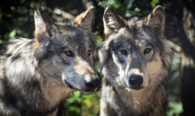 Meldung: Gemeinde Cremlingen lädt zu einer Informationsveranstaltung zum Thema „Wolf“ ein