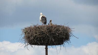 Storchennest mit Storch und Jungstörchen.