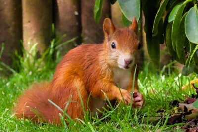 Eichhörnchen im Garten