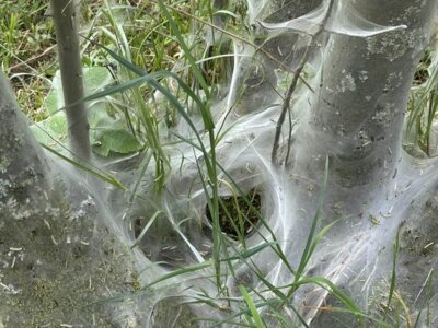 Gespinstmotten am Ommersheimer Weiher: Fragende Blicke, Spaziergänger sind ratlos