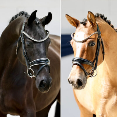 Ponyforum GmbH: Youngsterauktion mit Doppelspitzenpreis von je 14.500,00€ (Bild vergrößern)