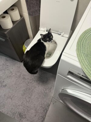 Ein Miau von Lilli (Bild vergrößern)