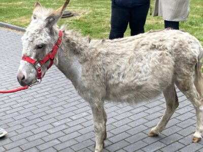 Felix zu Besuch- ein Projekt der AWO an unserer Schule