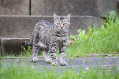 Wer seine Katzen im Stadtgebiet Pritzwalk frei herumlaufen lässt, muss diese kennzeichnen und kastrieren lassen. Foto: Dominik Rheinheimer/Pixabay (Bild vergr&ouml;&szlig;ern)