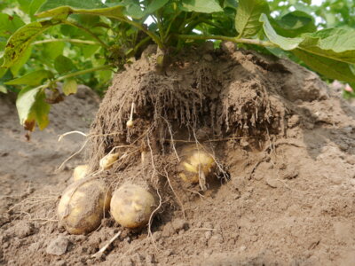 Frische Kartoffeln ab Pfingsten