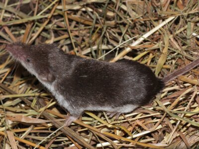 Feldspitzmäuse und deren Ausscheidungen können nach aktuellem Forschungsstand das Borna-Virus übertragen. (Foto: Dr. Henning Vierhaus - FLI) (Bild vergrößern)