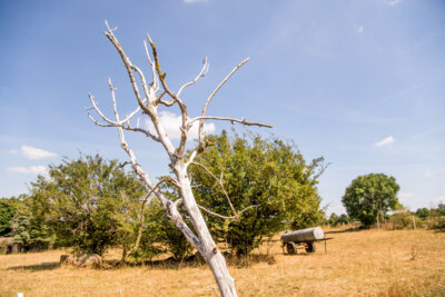 Abgestorbener Baum auf landwirtschaftlicher Fläche nach langanhaltender Hitze und Dürre. Quelle: © Maximilian von Lachner (Bild vergrößern)