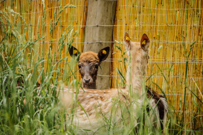 Einzug von Damwild in unseren Tierpark