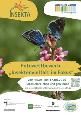 INSEKTA Fotowettbewerb „Insektenvielfalt im Fokus“