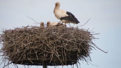 Storchennest mit den zwei Jungstörchen und der Storchenmama